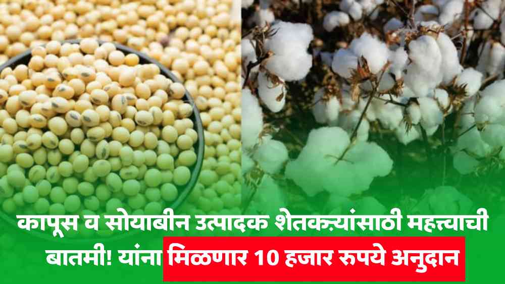 Cotton soybean farmers