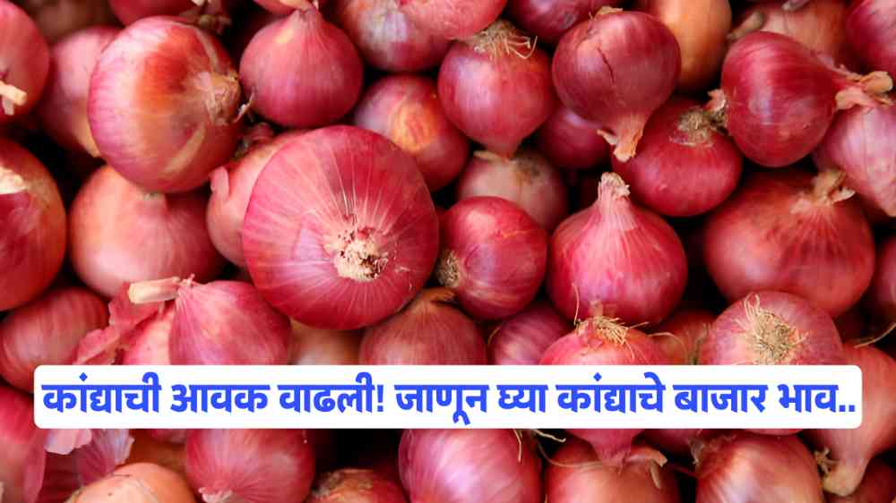 Onion Market Price