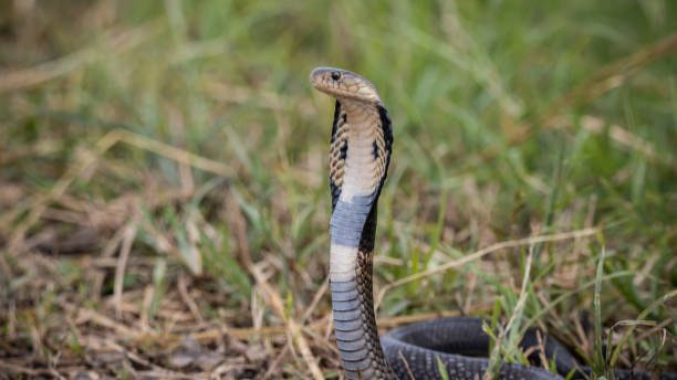Rainy season and snakes
