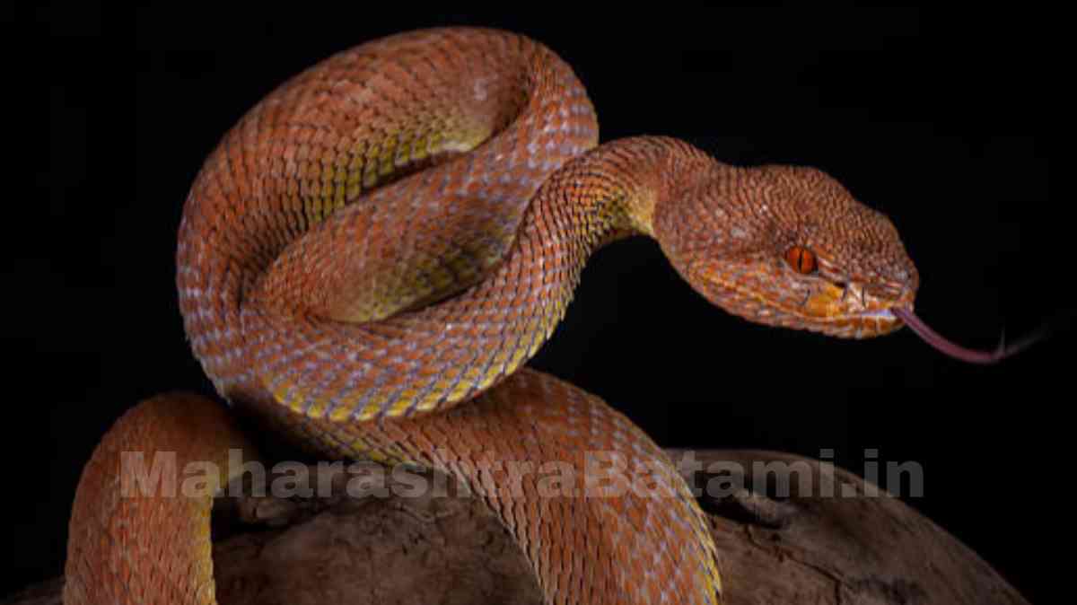 How many hours do snakes sleep?