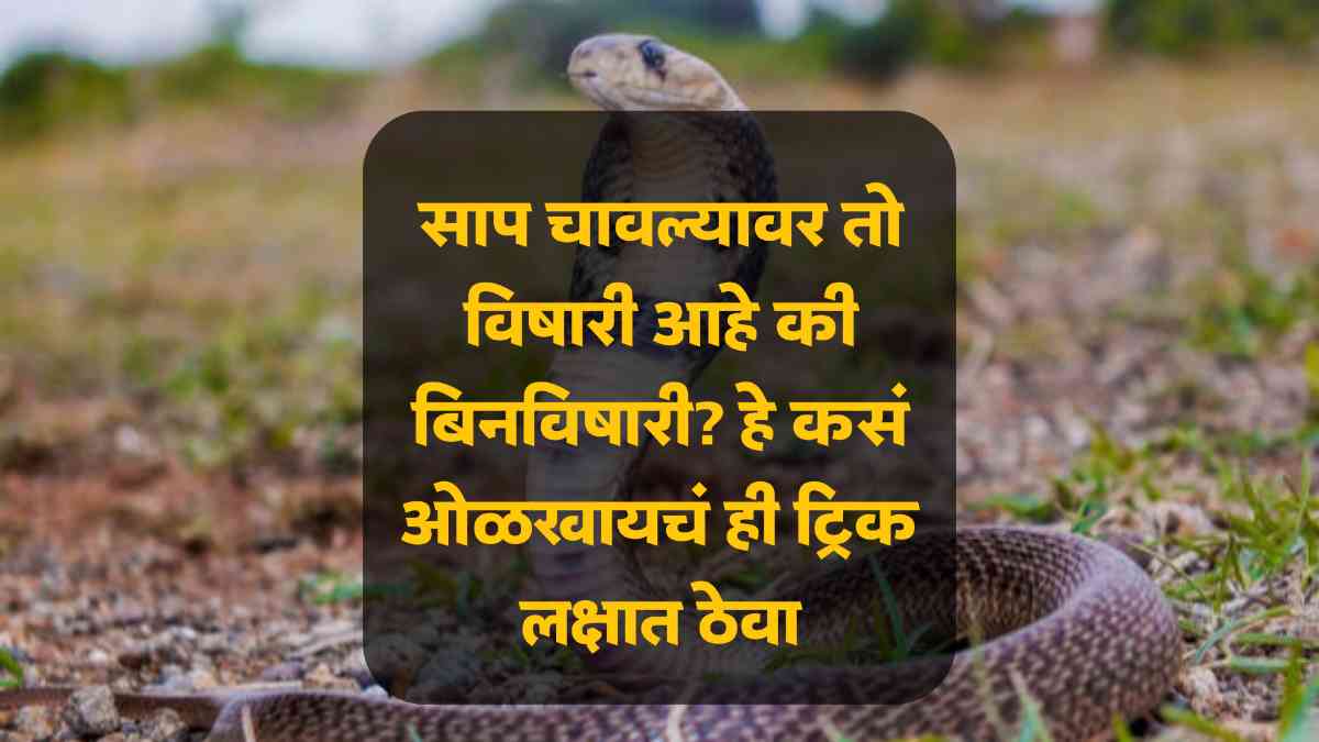 How to identify poisonous and non-poisonous snakes