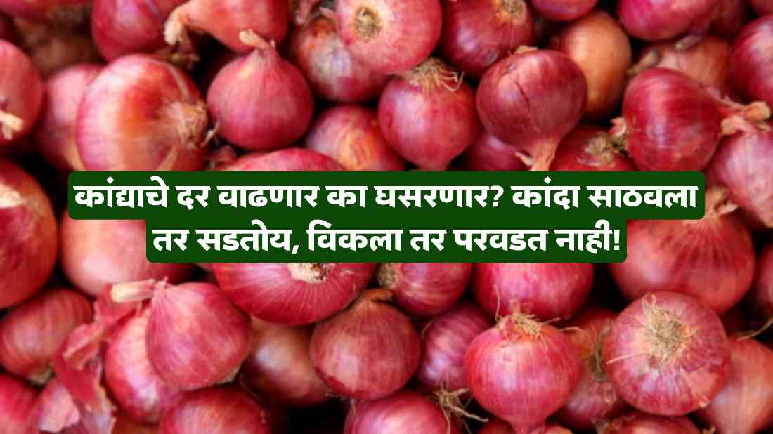 Onion Market