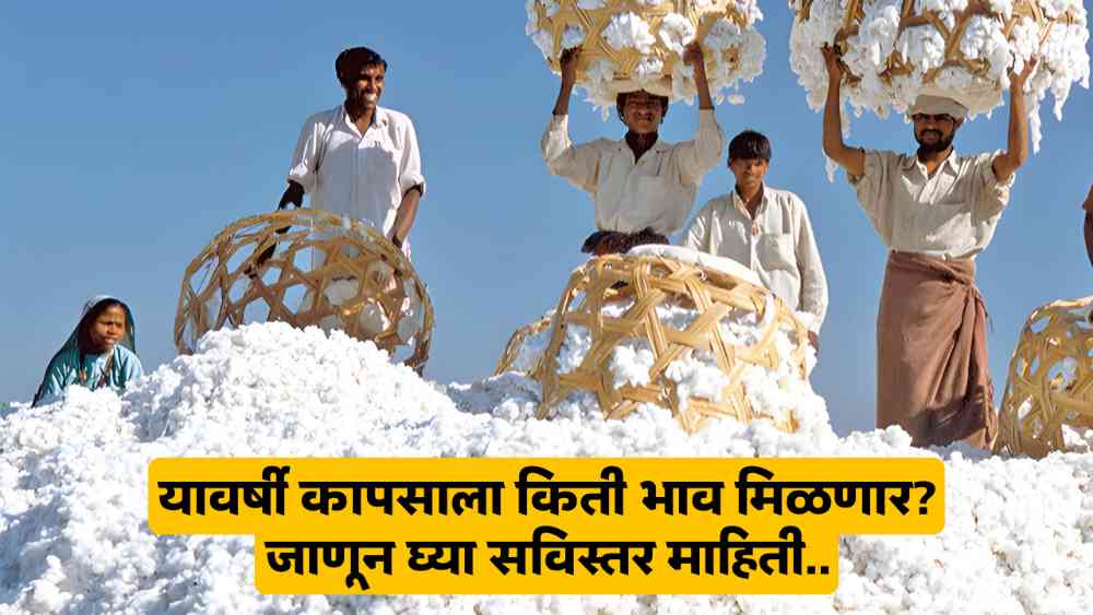 Cotton Market