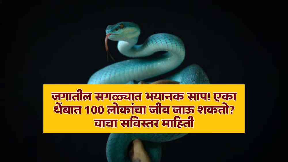 Dangerous Snakes in The World