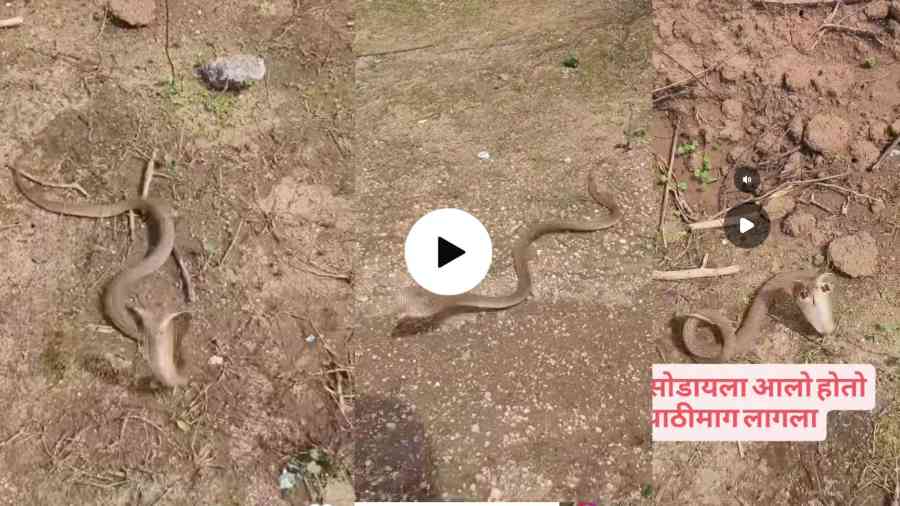 King Cobra Viral Video