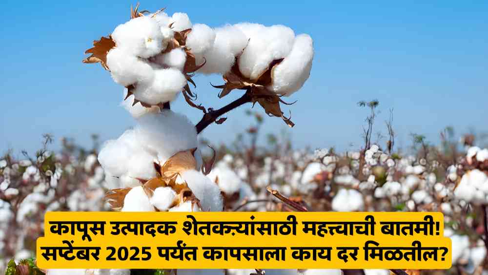 Cotton Price
