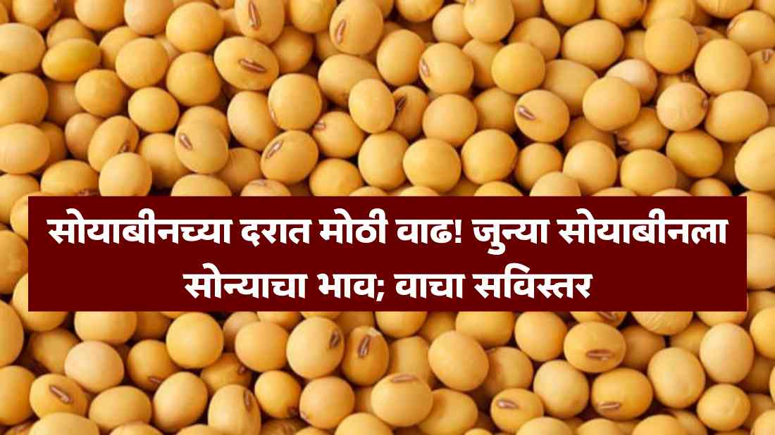 Soybean Market Price