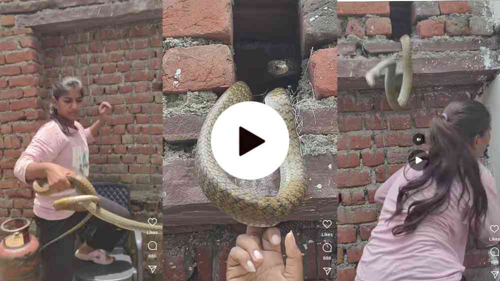 Snake Viral Video