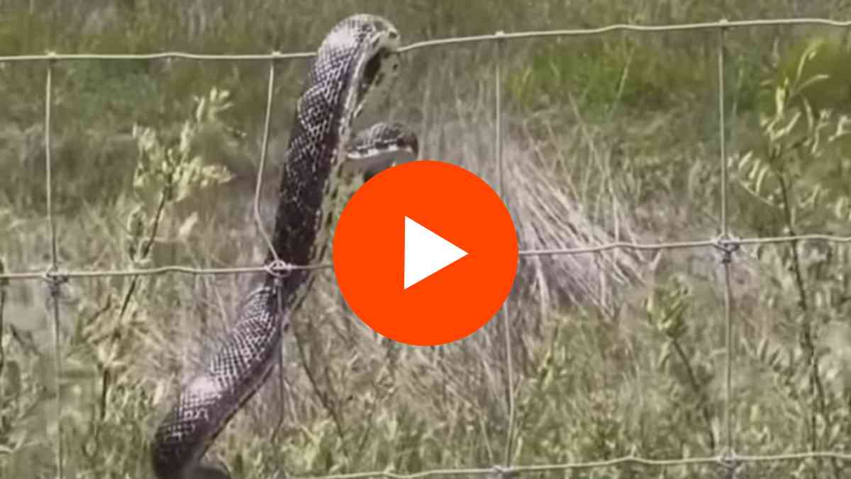 Social media viral video