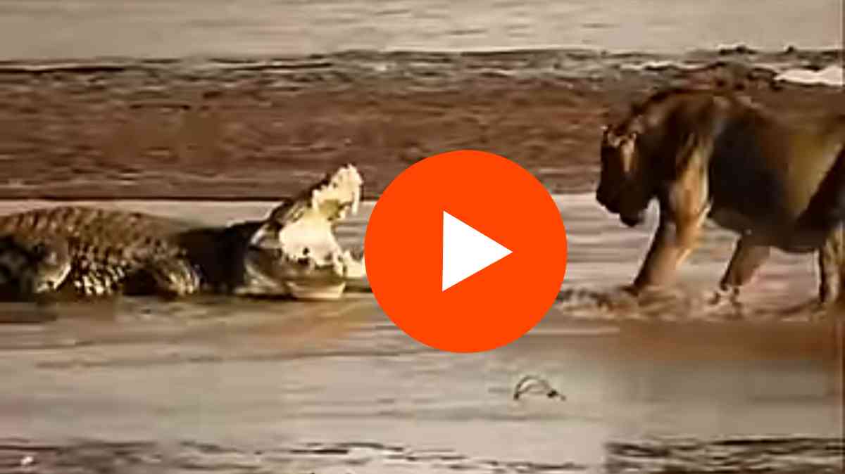 Lion Vs Crocodile Fight