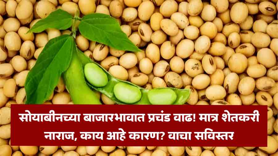 Soybean Market Price