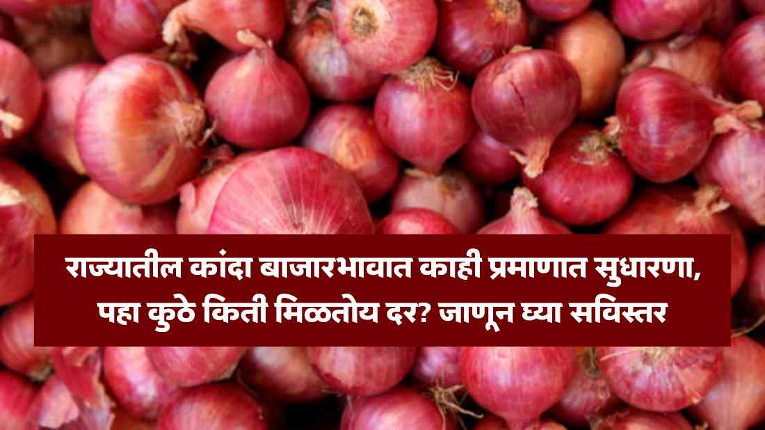 Kanda Bajar Bhav