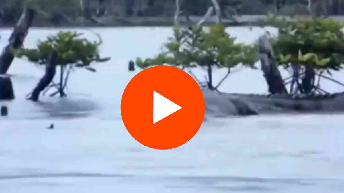 Crocodile video viral