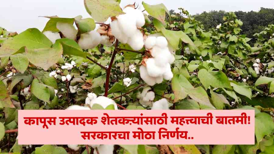 Cotton Market