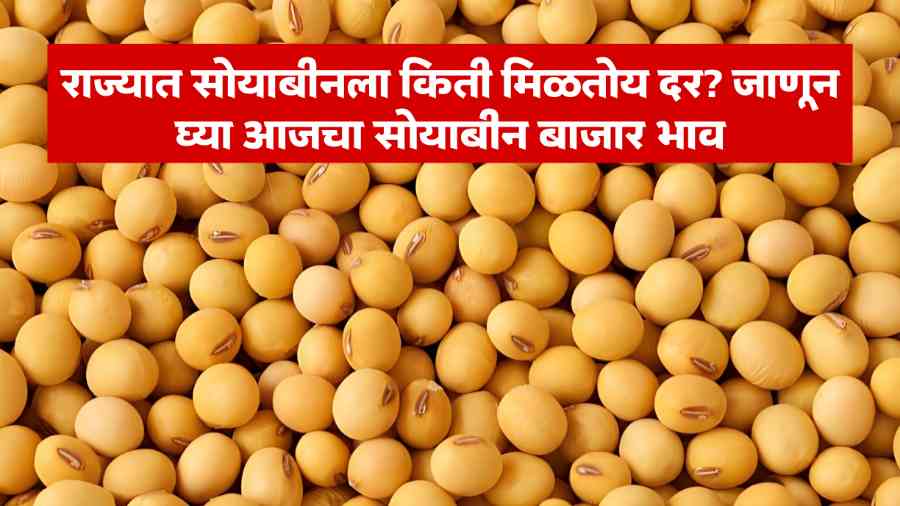 Soyabean Market Price