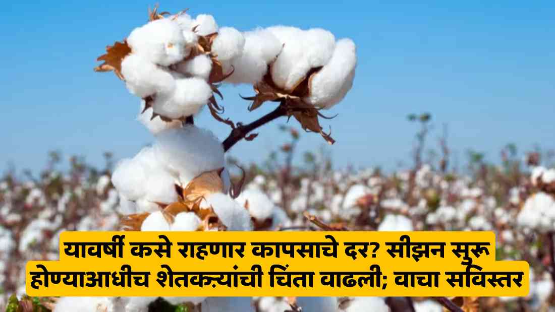 Cotton Market Price