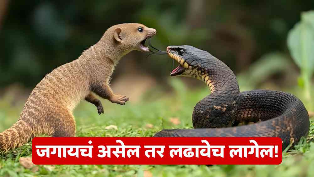 Snake VS Mongoose Fight