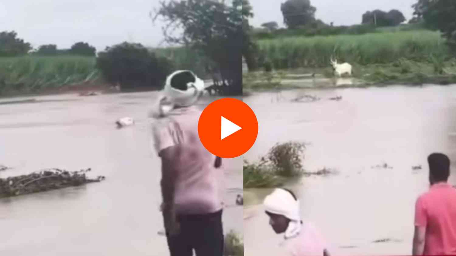 Viral Video