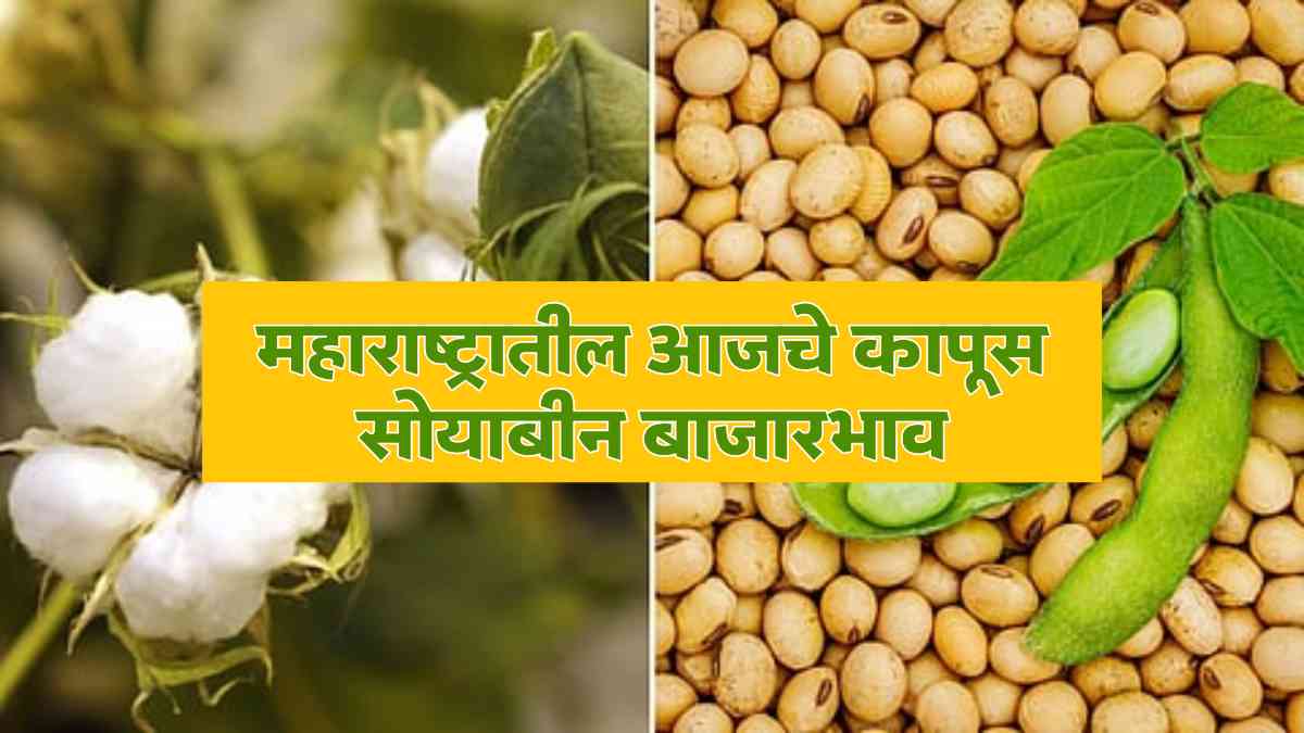 Cotton soybean market prices in Maharashtra
